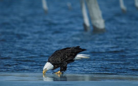 A bald eagle drinking water in Nebraska. 