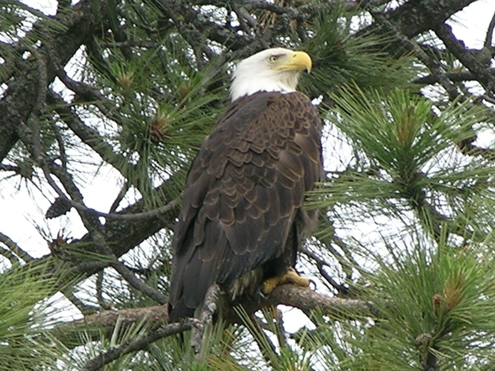 A bald eagle perched on a tree in Idaho.