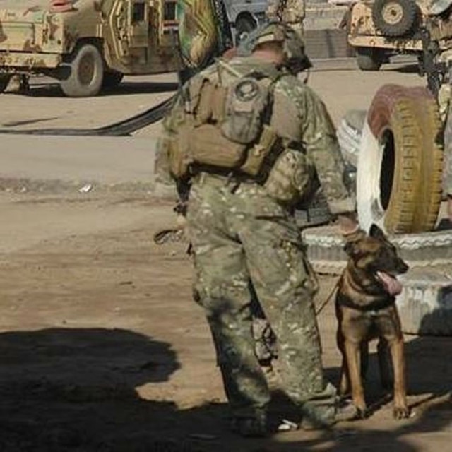 military dog shot