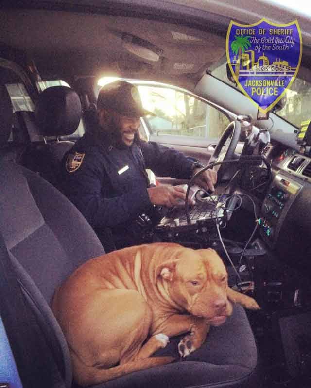 dog in police car