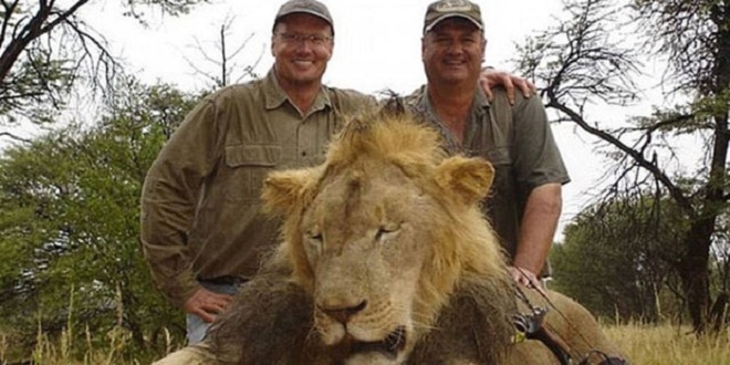 The 'Cecil effect' could lead to culling of 200 surplus lions