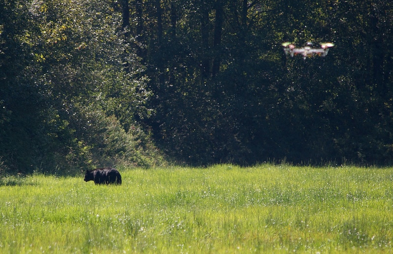 Drone and cow (Photo: John Biehler / Flickr)