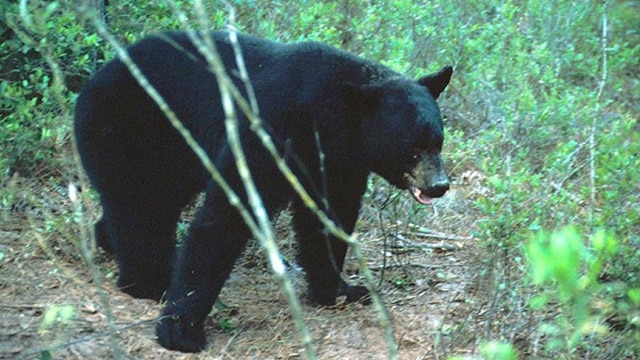 Florida pumps the brakes on bear season after outcry