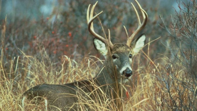 Last deer season's harvest total was an all-time record for the state of Delaware and an expansion signed into law could see that record broken. (Photo: Delaware Fish and Wildlife)