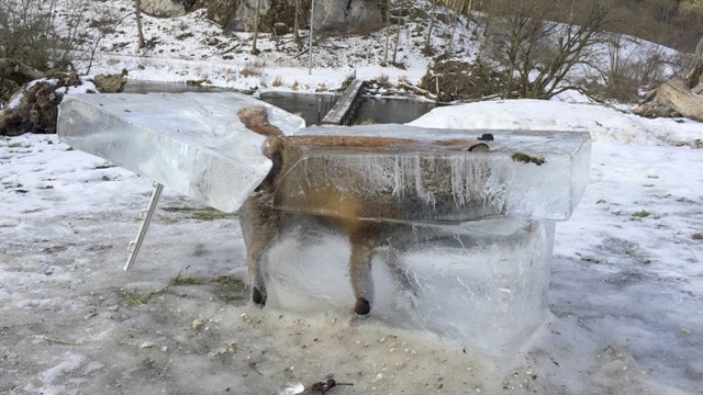 frozen fox