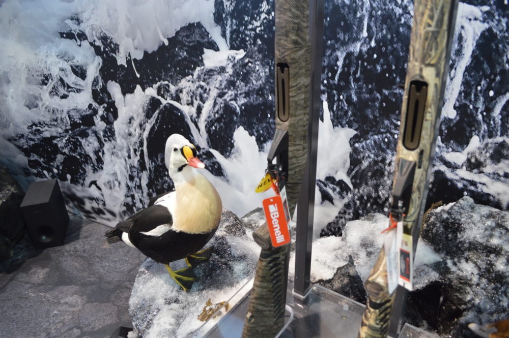 King Eider duck, the subject of Benelli's "To Kill a King" series next to the new SBE3. (Photo: Kristin Alberts)