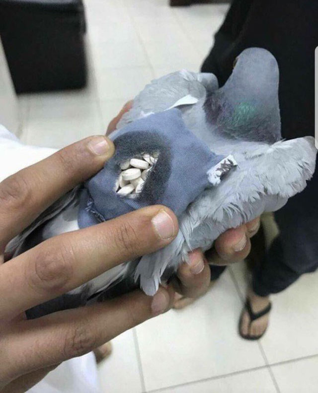 drug pigeon