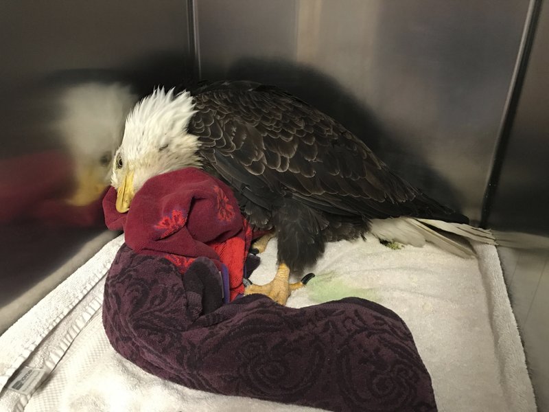A bald eagle suffers from lead poisoning at the Blue Mountain Wildlife Center in Pendleton, Oregon. (Photo: Lynn Tompkins via AP) 