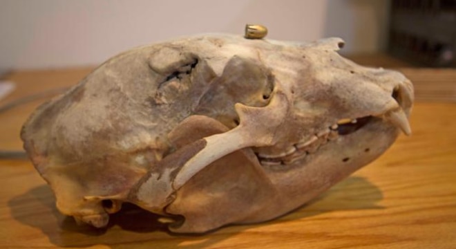 The bullet grazed the skull to the left, and exited between the eyes but didn't penetrate the brain cavity. When teh bear was later harvested, it didn't even have a scar (Photo: Bear Hunter Magazine)