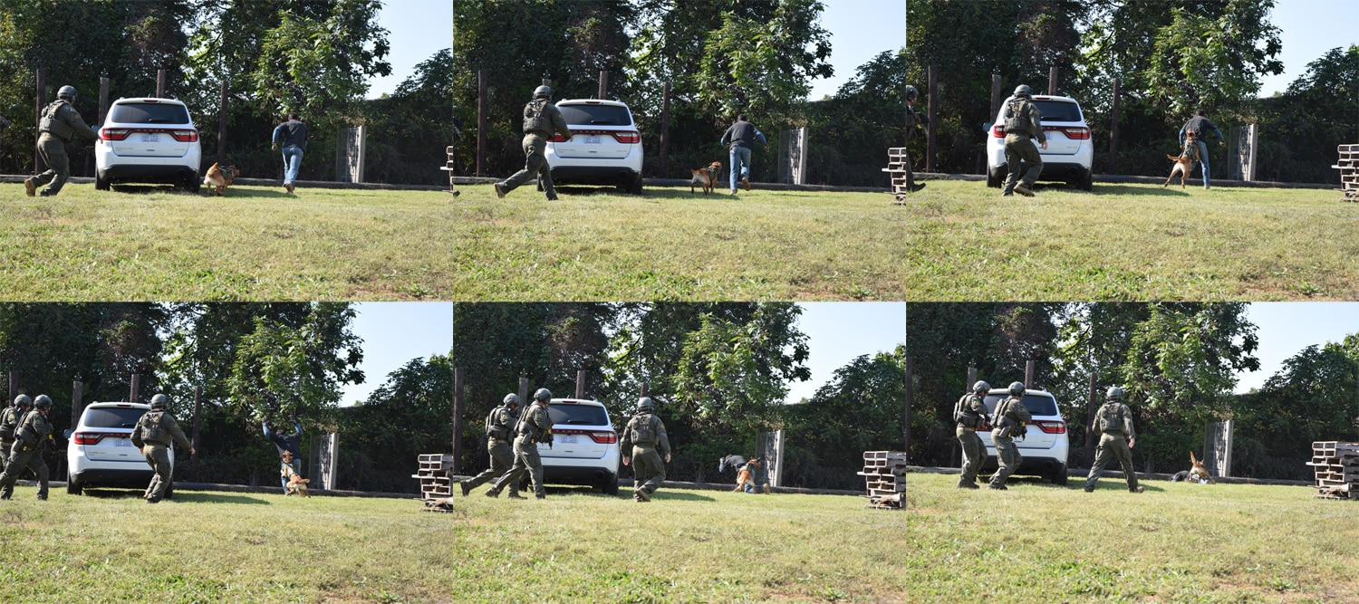 Every law enforcement department has dogs trained for specific tasks. ATF has extremely high standards for its SRT dogs. This dog named Ace shows just how quickly he can take down a suspect. (Photo: Daniel Terrill/Guns.com) 