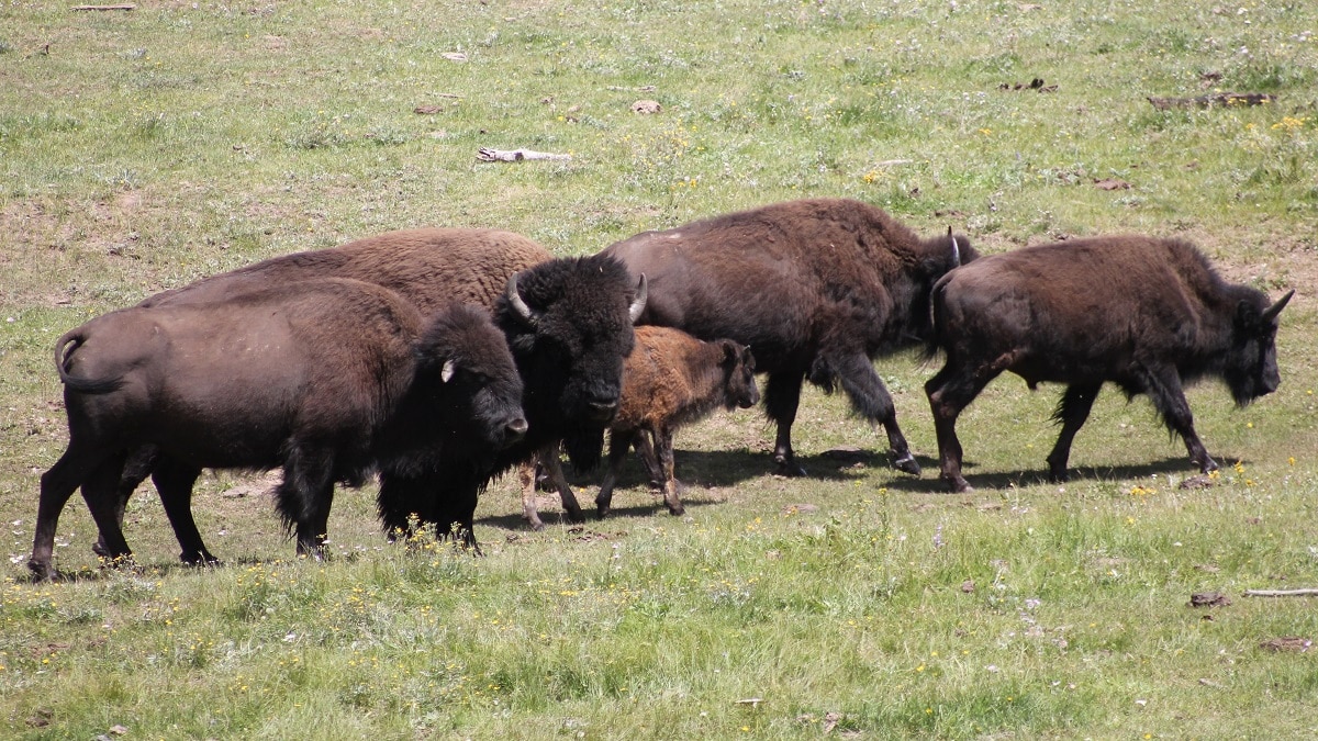 Bison grazing in a meadow on the north rim of the Grand Canyon. (Photo: NPS)