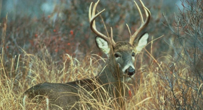 Gun rights groups argue outdated Sunday bans deny sportsment access to the very outdoor resources they paid to support through Pittman-Robertson funds leveed on sales of guns and ammo. (Photo: Delaware Division of Fish & Wildlife Wildlife)