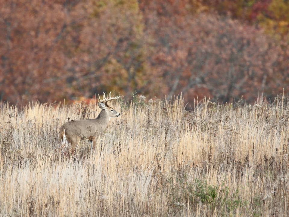 Pennsylvania Sunday Hunting Expansion Bill Passes House